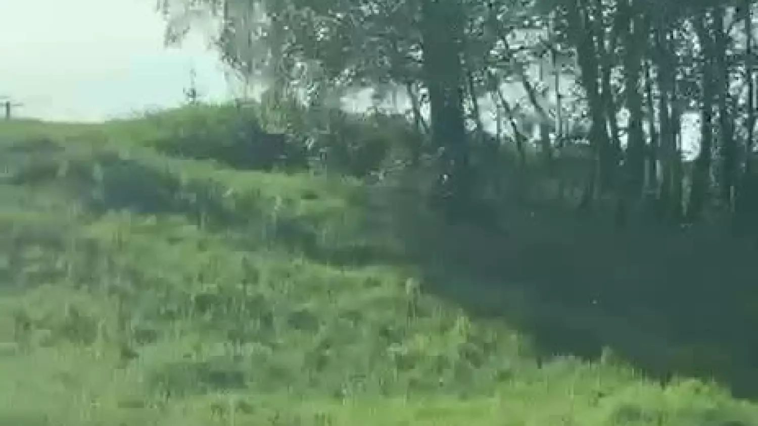 Niedźwiedź widziany w Połomi.mp4